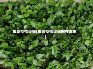 东莞疫情采摘(东莞疫情采摘园在哪里)